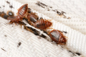 fumigating-the-bed-bug-nest
