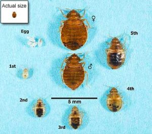 Baby bed bugs