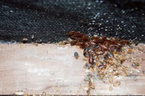 Little What does a baby bed bug look like?
