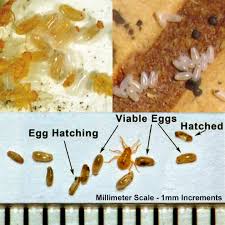 what-do-bed-bug-eggs-look-like