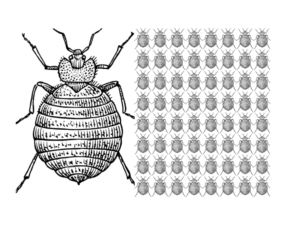 Sign up for travel alerts and step by step guide to stay bed bug free. Visit bedbugdatabase.com