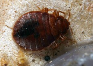 What Color Are Bed Bug Eggs