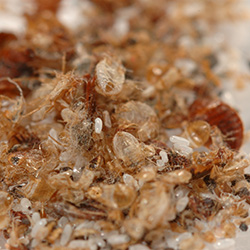 What does a dead bed bug look like?