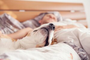 What to do with pets during bed bug treatment. Bed bug travel alerts, fumigation, sleep protection. Stay up to date at www.bedbugdatabase.com